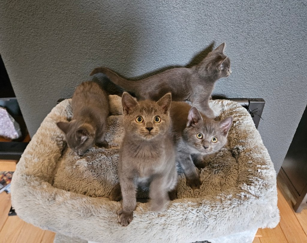 Prachtige Blauwe Rus / Britse korthaar kittens, Meerdere dieren, Ontwormd, 0 tot 2 jaar
