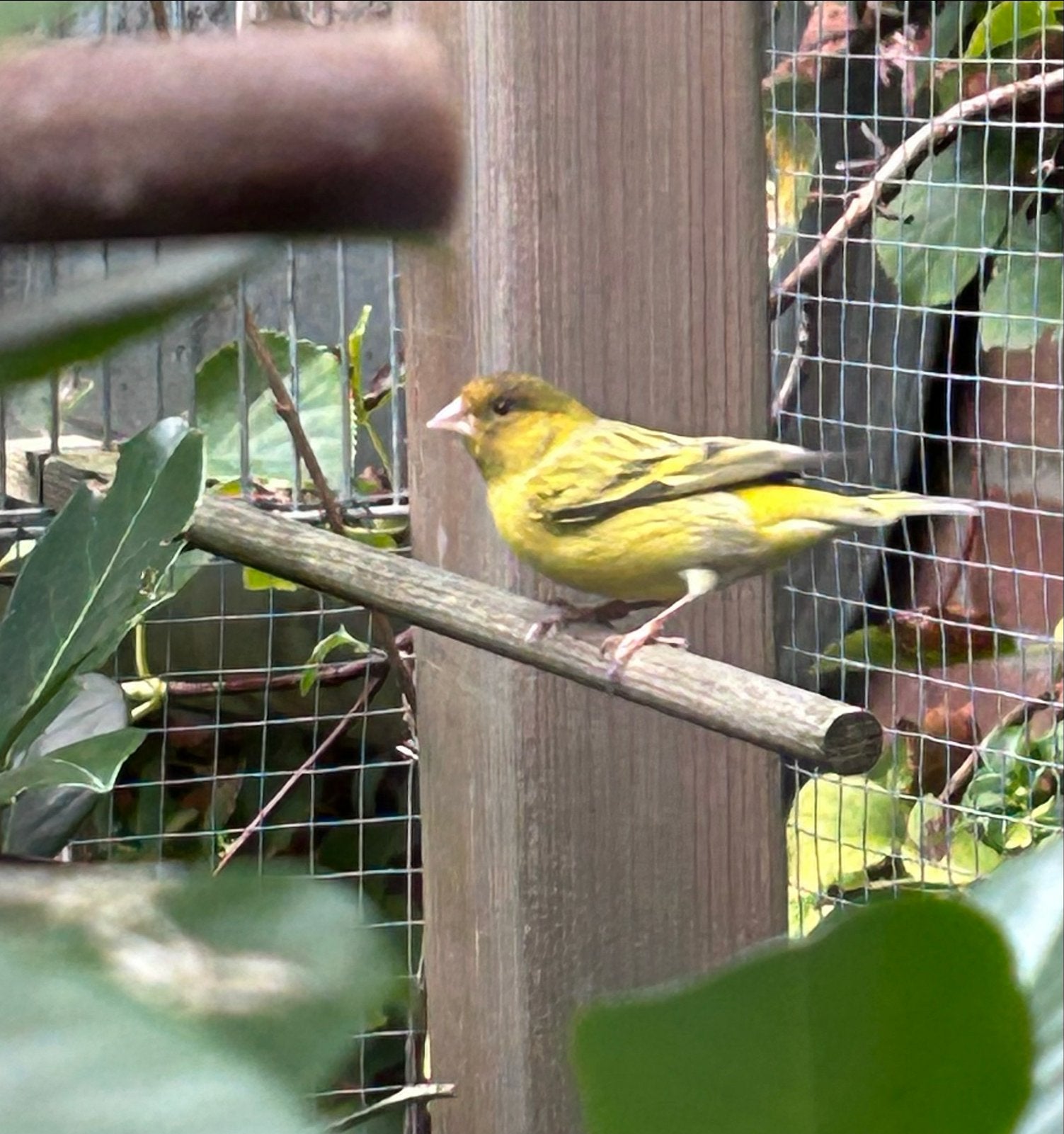 Gezonde man bastaard sijs x timbrado. Vol op zang, Dieren en Toebehoren, Mannelijk, Wildzangvogel, Geringd