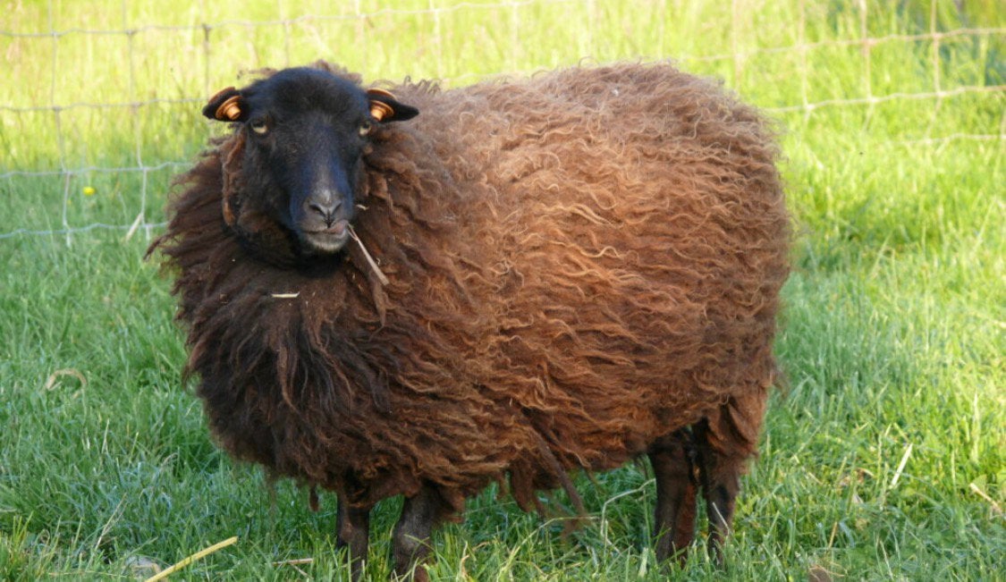 Ouessant schapen 1 ram 1 ooi, Dieren en Toebehoren, Meerdere dieren, Schaap, 0 tot 2 jaar
