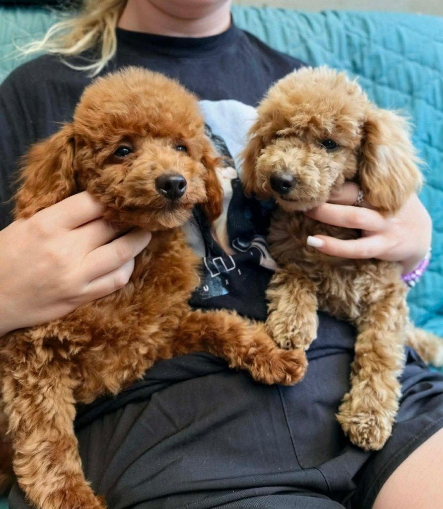 Toy poedel, Parvo, Poedel, 15 weken tot 1 jaar, Buitenland