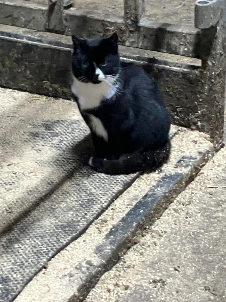 Meerdere poezen, katers en kittens aangeboden, Dieren en Toebehoren, Katten en Kittens | Overige Katten, Kortharig, Meerdere dieren