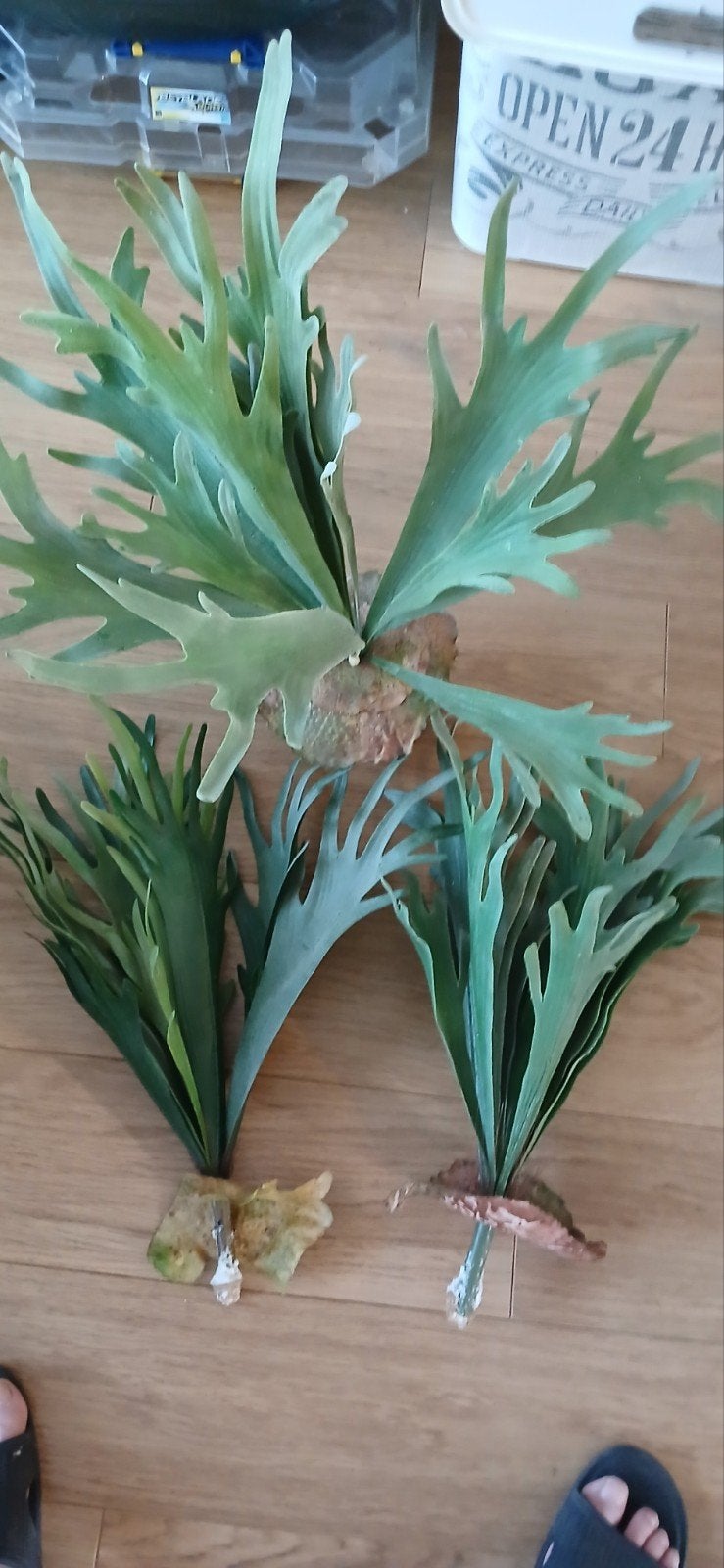 Kunstplant hertshoorn, Ophalen of Verzenden, In pot, Halfschaduw, Minder dan 100 cm
