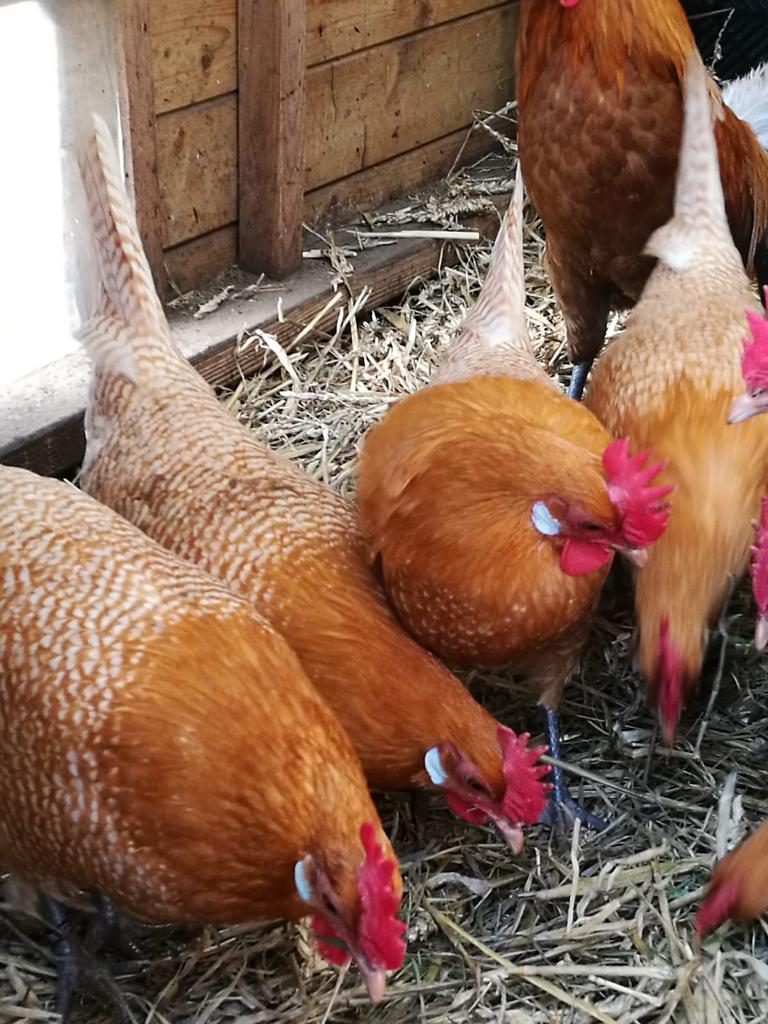 Broedeieren Friese kippen Fryske Hinnen., Dieren en Toebehoren, Geslacht onbekend, Kip