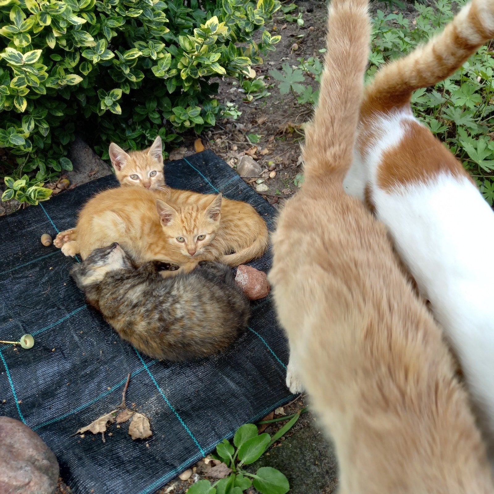 prachtige boerderij poesjes,2 rode katers en 1 donkere, Meerdere dieren