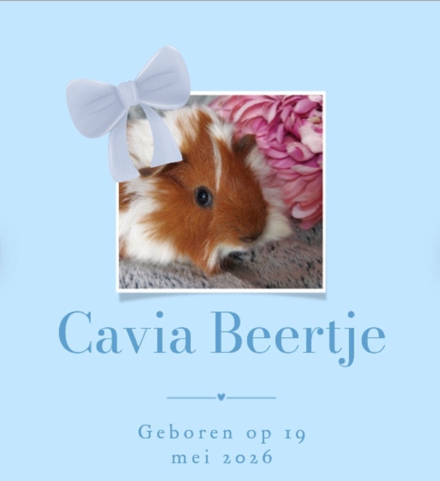 Gezonde, Raszuivere, Lieve, Jonge, Handtamme cavia, Cavia, Mannelijk, Mei, Tam
