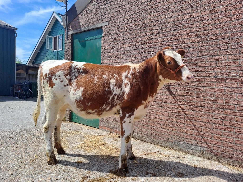 vaarskalf, Dieren en Toebehoren, Runderen, Vrouwelijk, 0 tot 2 jaar