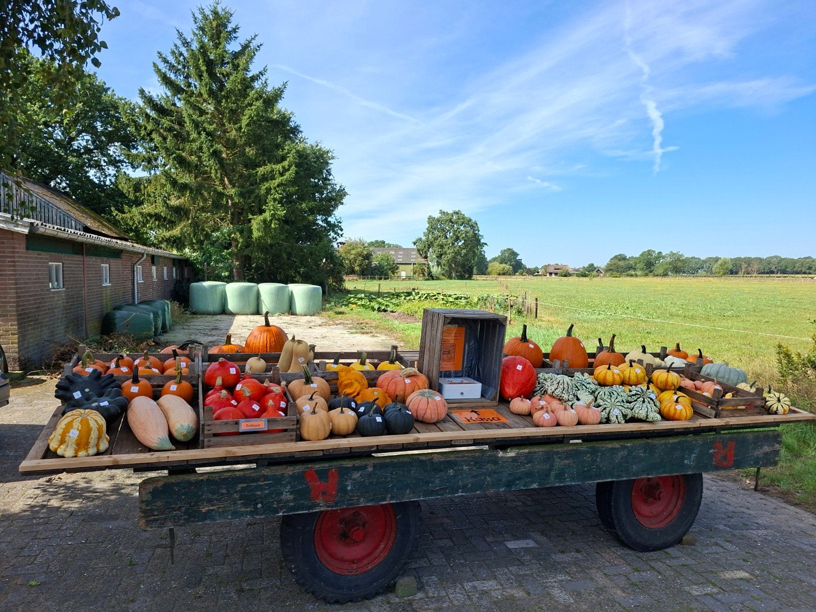 Foto 11 van Groot assortiment pompoenen en kalebassen

Wij verkopen weer