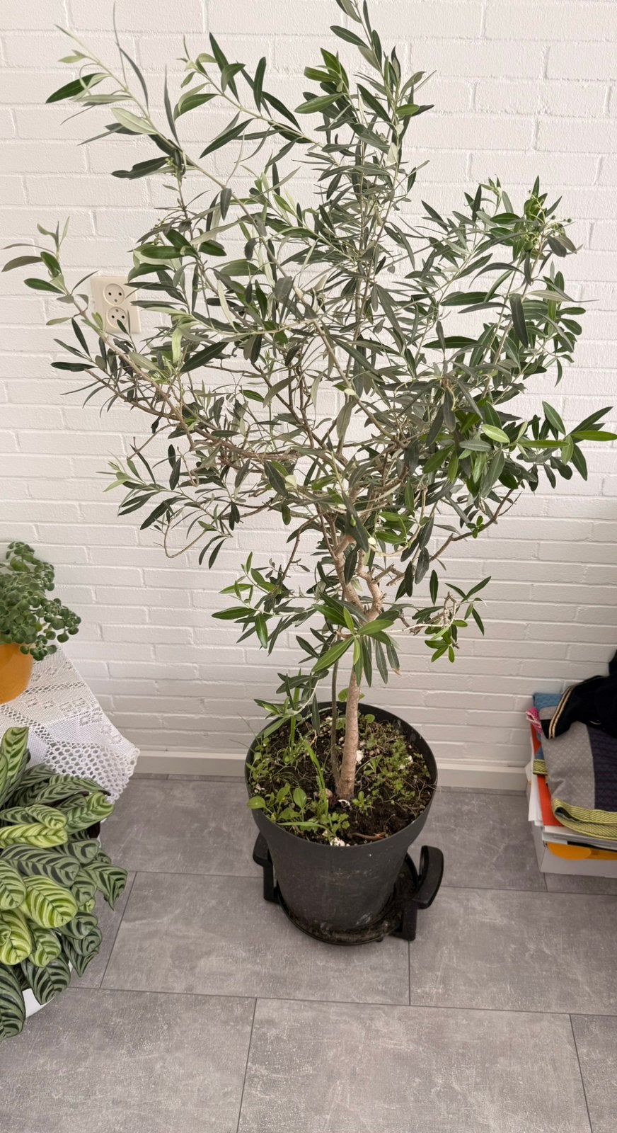 Olijfboom 180 centimeter, Ophalen, Olijfboom, 100 tot 250 cm