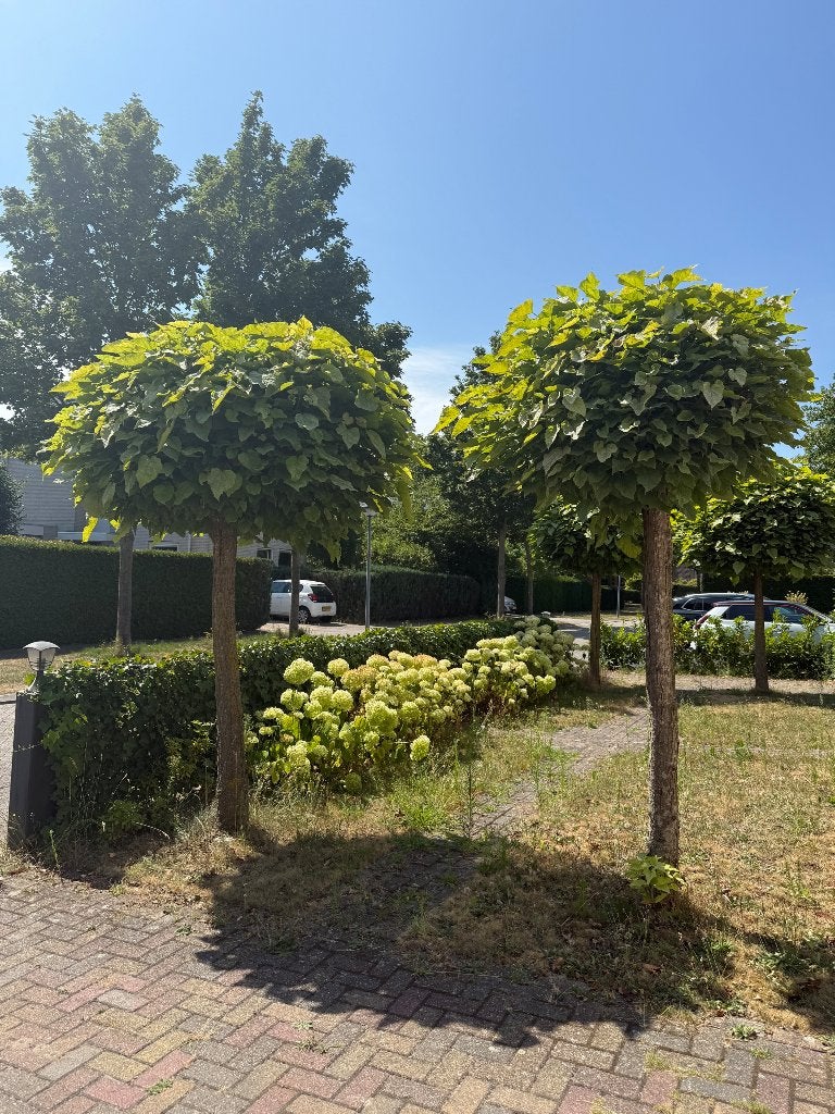 4 catalpa bomen, Bloeit niet, Overige soorten, 100 tot 250 cm, Ophalen