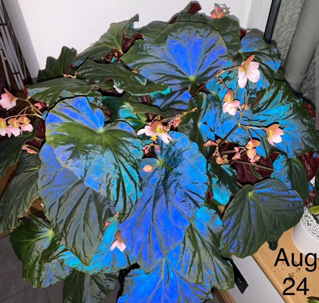 Begonia pavonina - Pauwbegonia bladstekken, Bloeiende kamerplant, Ophalen of Verzenden, Halfschaduw, Minder dan 100 cm