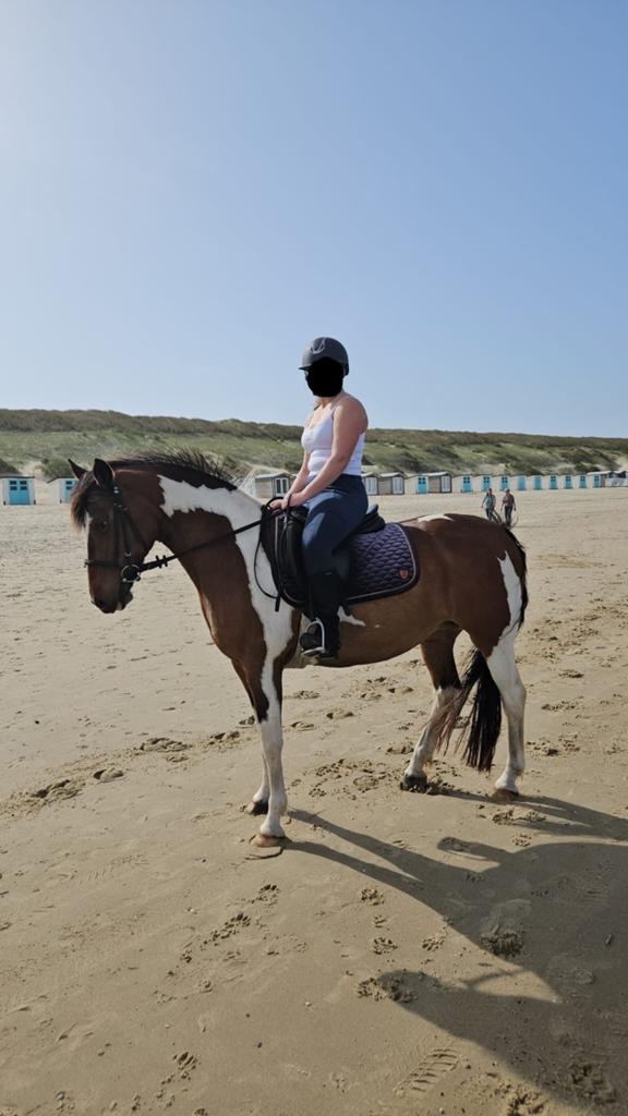 Verzorg pony/paard gezocht, Ophalen of Verzenden, Nieuw, Rijden