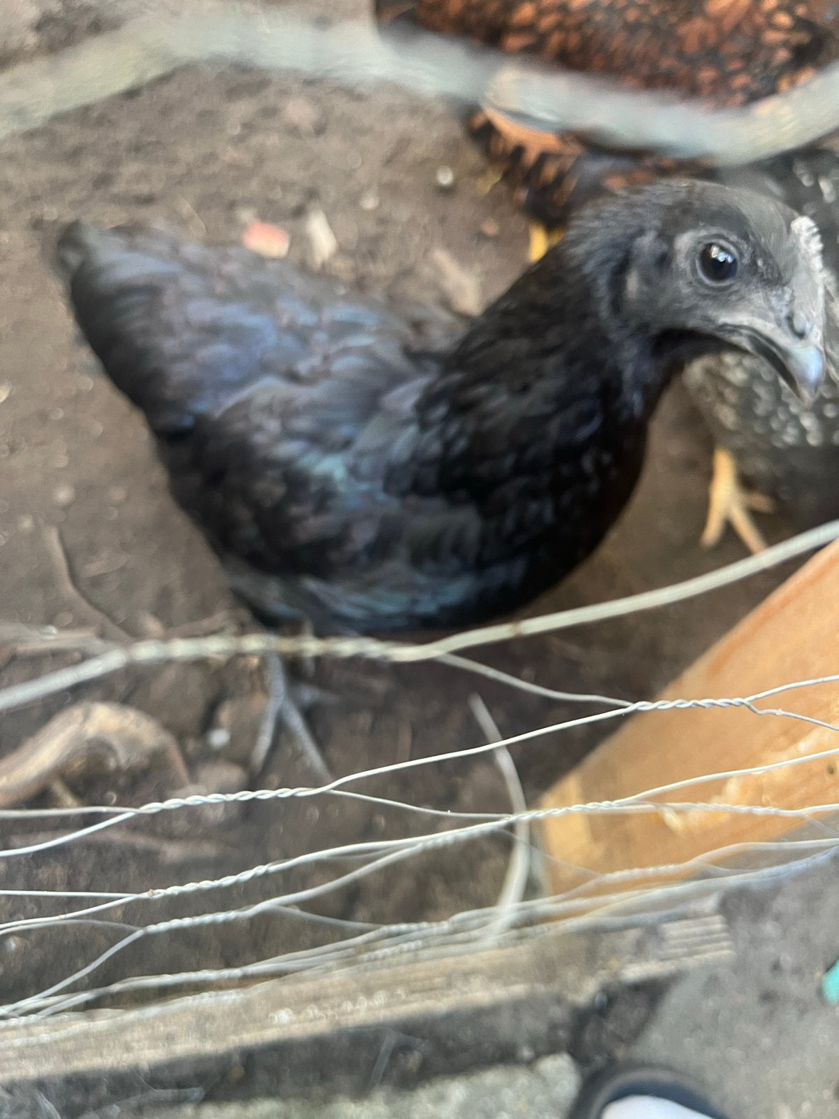 Ayam cemani hen, Dieren en Toebehoren, Vrouwelijk, Kip