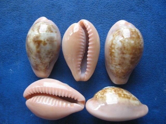 Schelpen: Cypraea petitiana Crosse gem 19-22mm, Verzenden, Schelp(en)