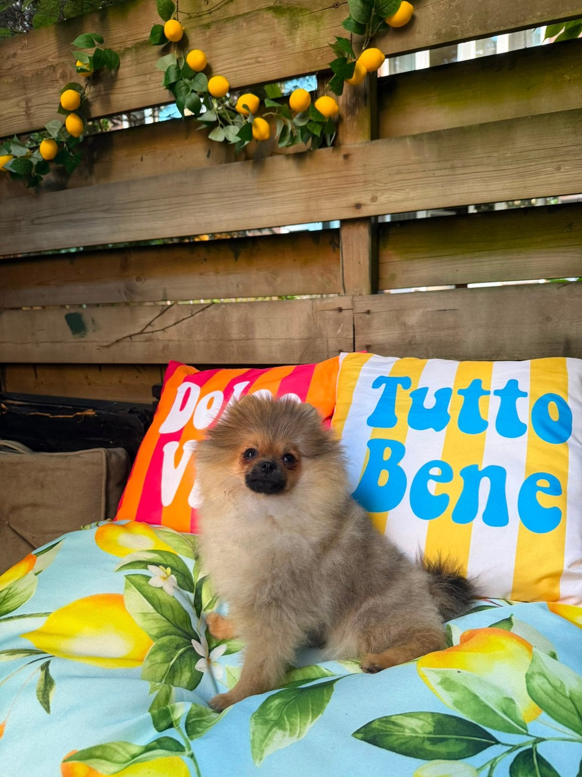 Pomeranian | Pomeriaan | Reu | Stamboom, Particulier, Keeshond, 15 weken tot 1 jaar, Reu