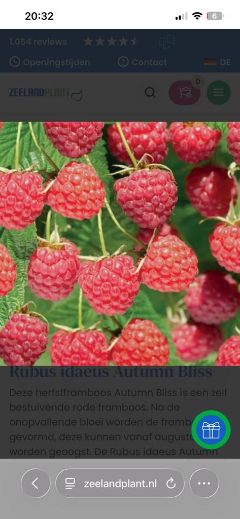 Frambozen plant framboos, Tuin en Terras, Ophalen, Volle zon
