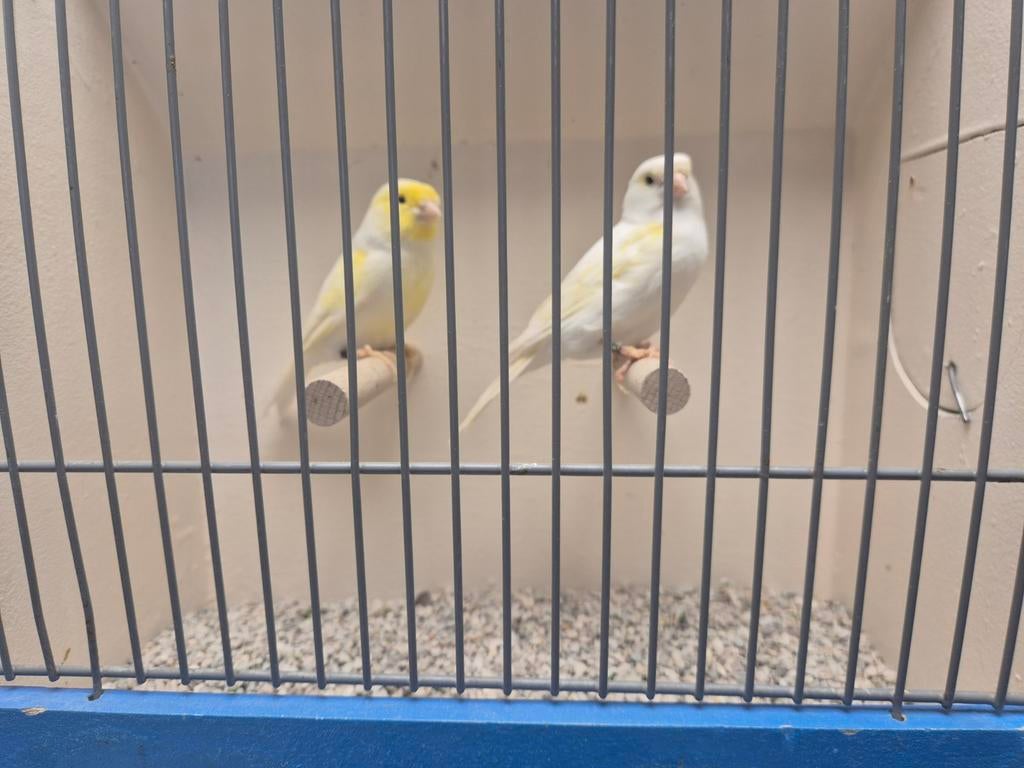 Kanaries Geel mozaik, Dieren en Toebehoren, Meerdere dieren