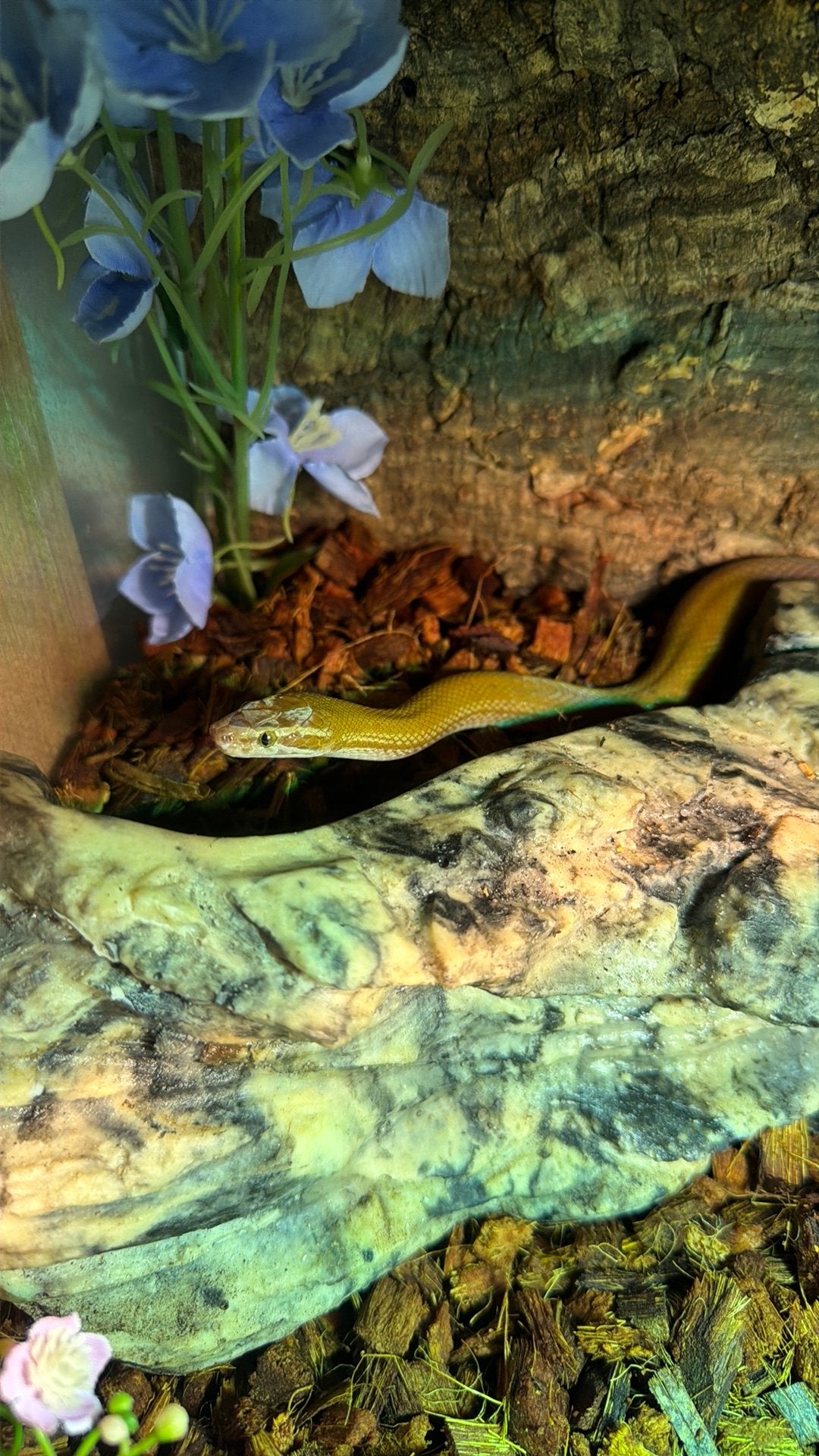 Afrikaanse huisslang (Lamprophis aurora) met terrarium+kast, Dieren en Toebehoren, Reptielen en Amfibieën, Slang, 0 tot 2 jaar