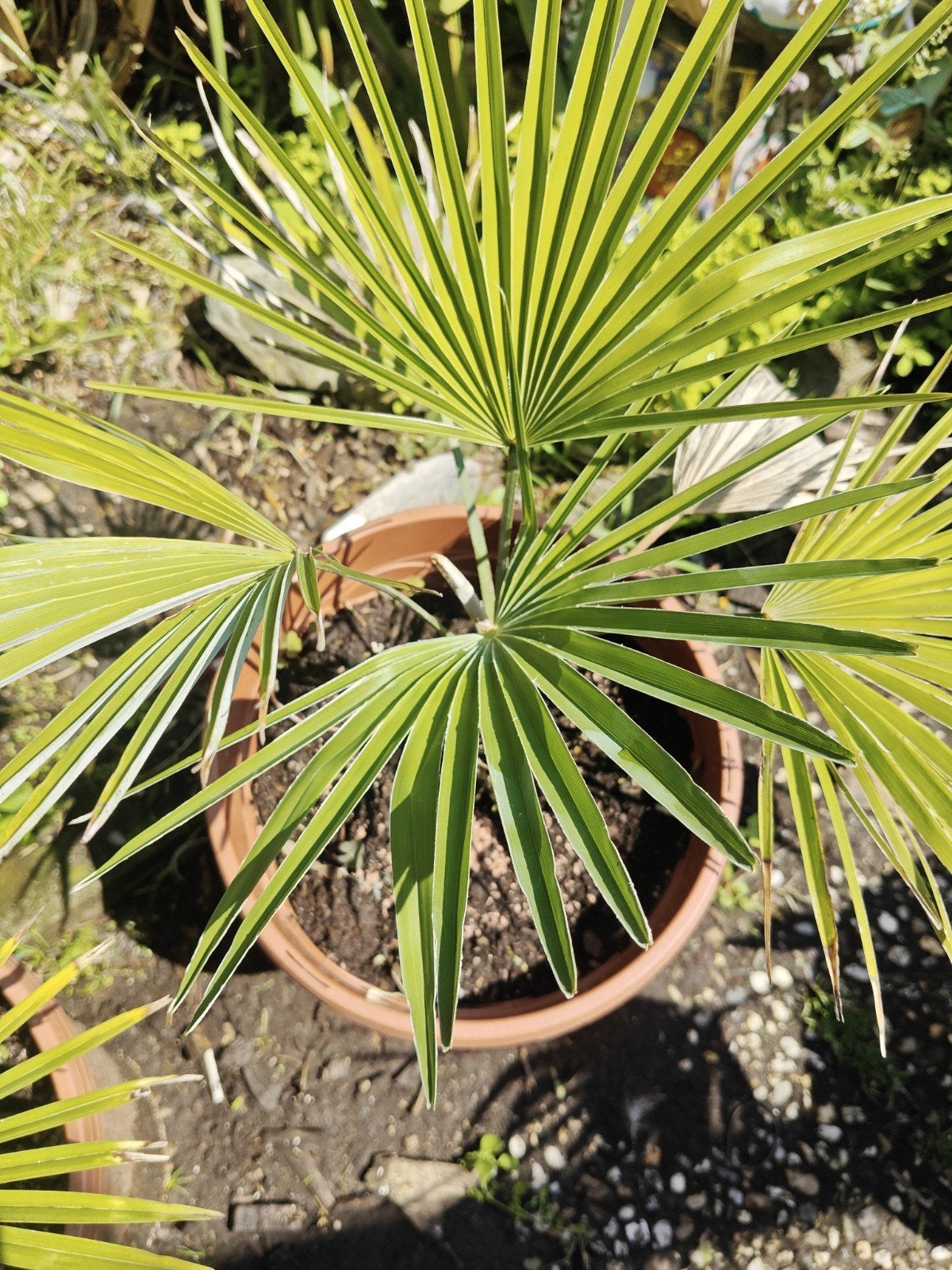 Trachycarpus princeps, Tuin en Terras, Planten | Bomen, Ophalen of Verzenden, Minder dan 100 cm, Zomer, Palmboom