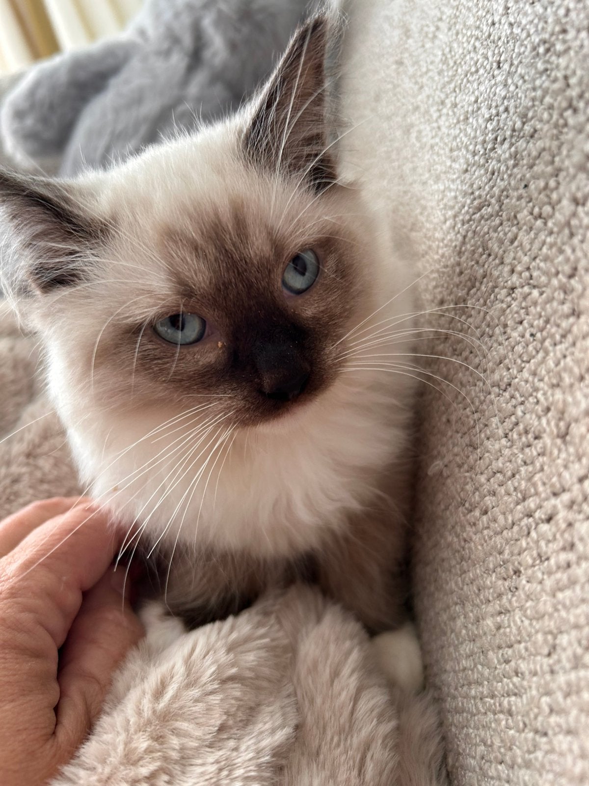 Ragdoll kittens 2 katers, Kater, Ontwormd, 0 tot 2 jaar
