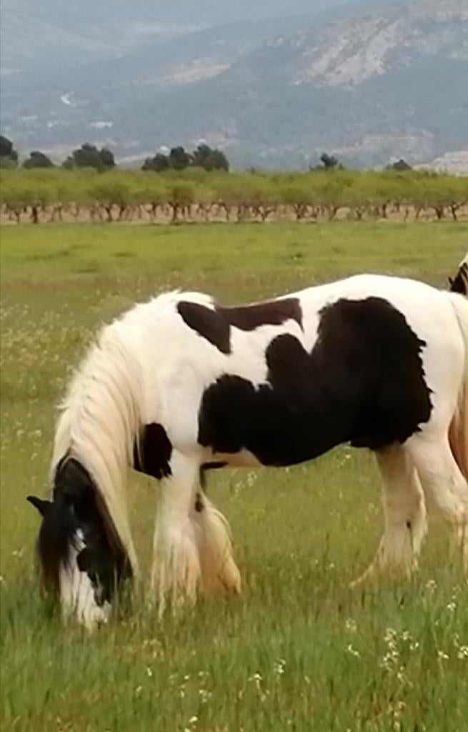 Gez. weiland voor 2  bejaarde Tinker paarden, Weidegang, 2 of 3 paarden of pony's
