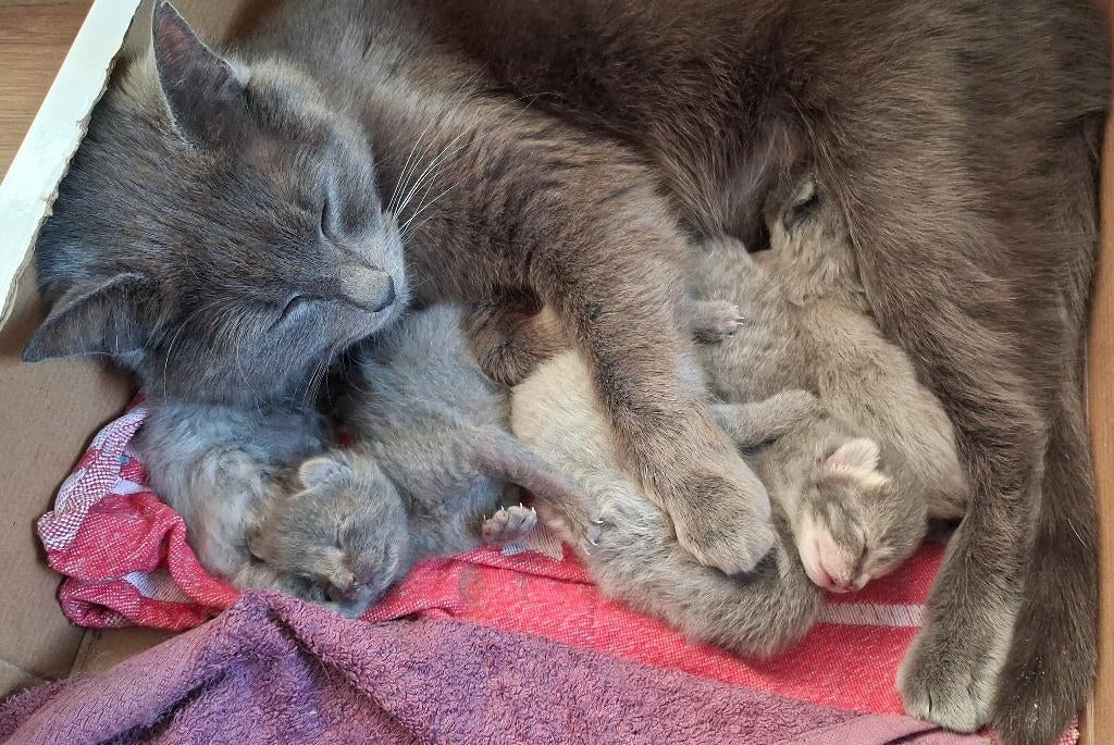 BIJZONDERE  katertjes Russisch blauw x Siberische boskat, Dieren en Toebehoren, Katten en Kittens | Raskatten | Langhaar, Kater