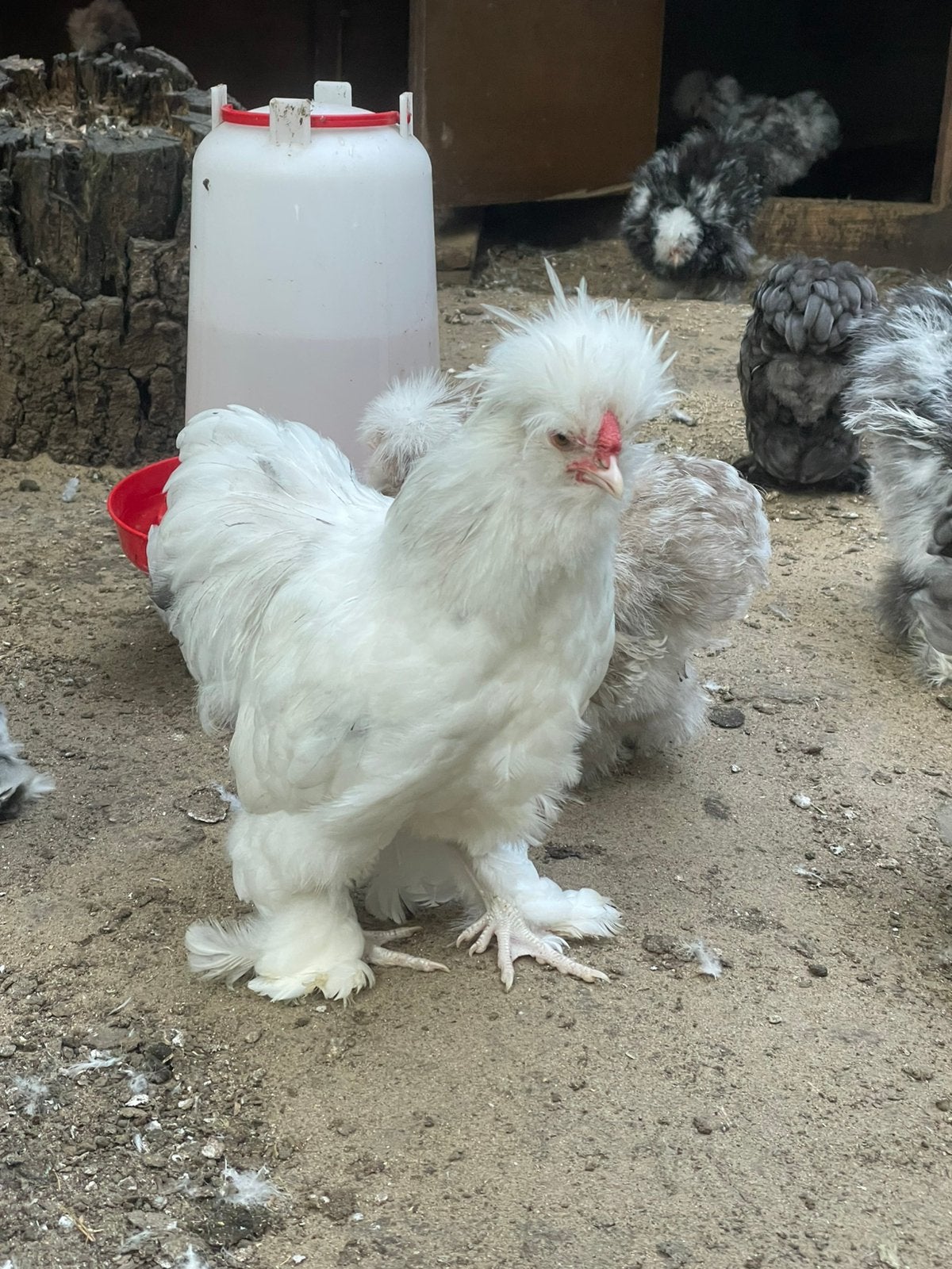Zijdehoen haantjes, Dieren en Toebehoren, Pluimvee, Mannelijk, Kip