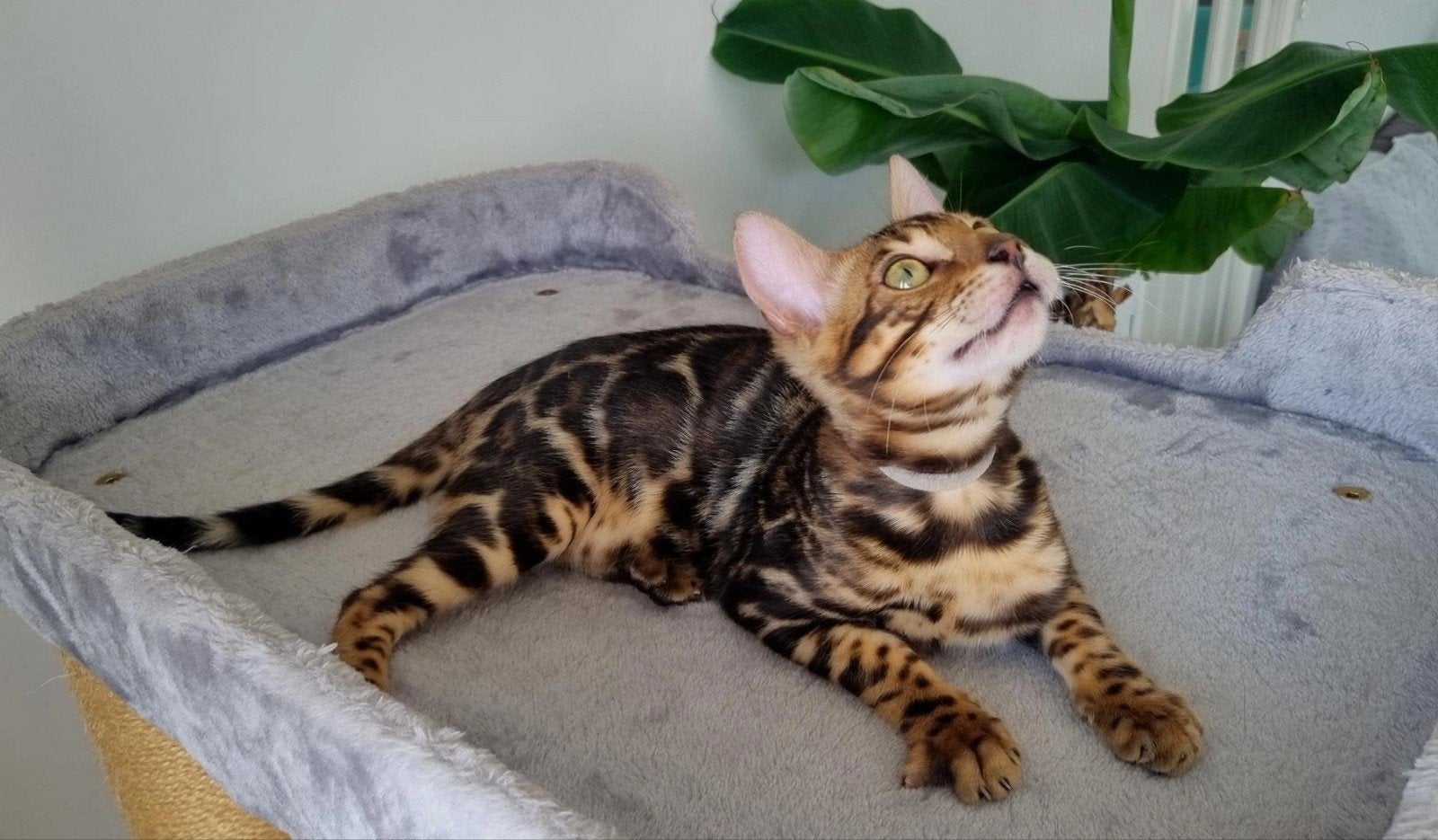 Bengaalse katertje zoekt gouden mandje, Kater, Met stamboom, 0 tot 2 jaar