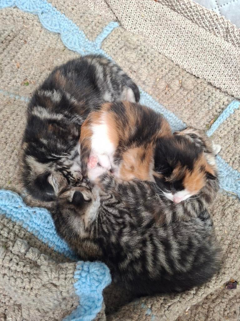 Kittens, Meerdere dieren