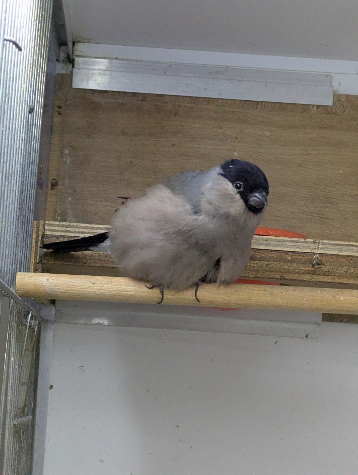 Noorse goudvink pop wildkleur, Dieren en Toebehoren, Vrouwelijk, Wildzangvogel