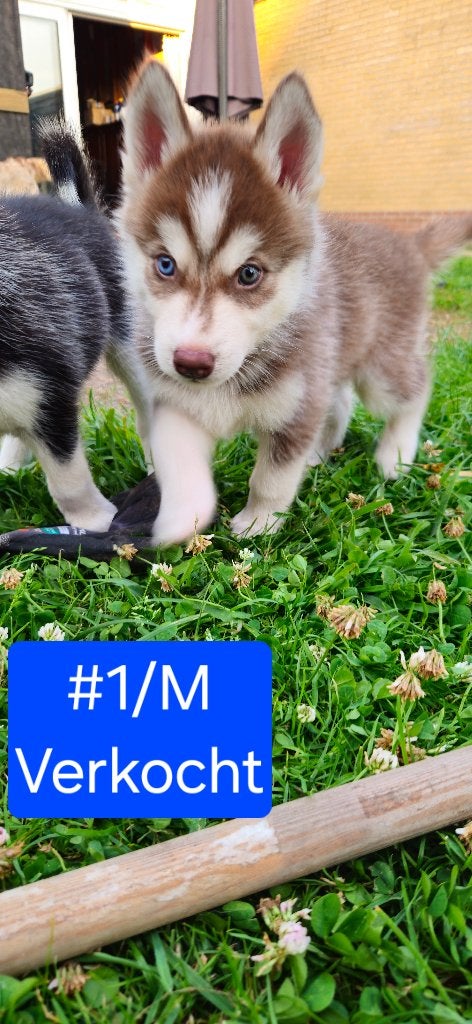 Prachtige Siberische Husky-puppy's, 8 tot 15 weken, Poolhond, Meerdere, Meerdere dieren