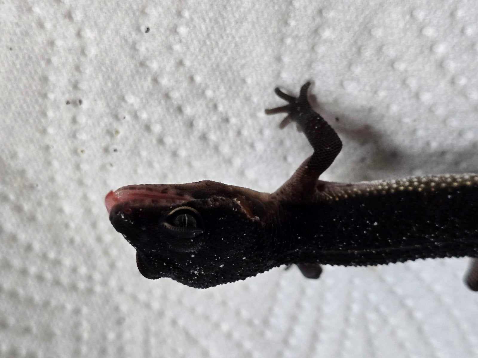 Prachtige pure Black Night luipaardgekko's (Eublepharis macu Leopard Gecko photo 5