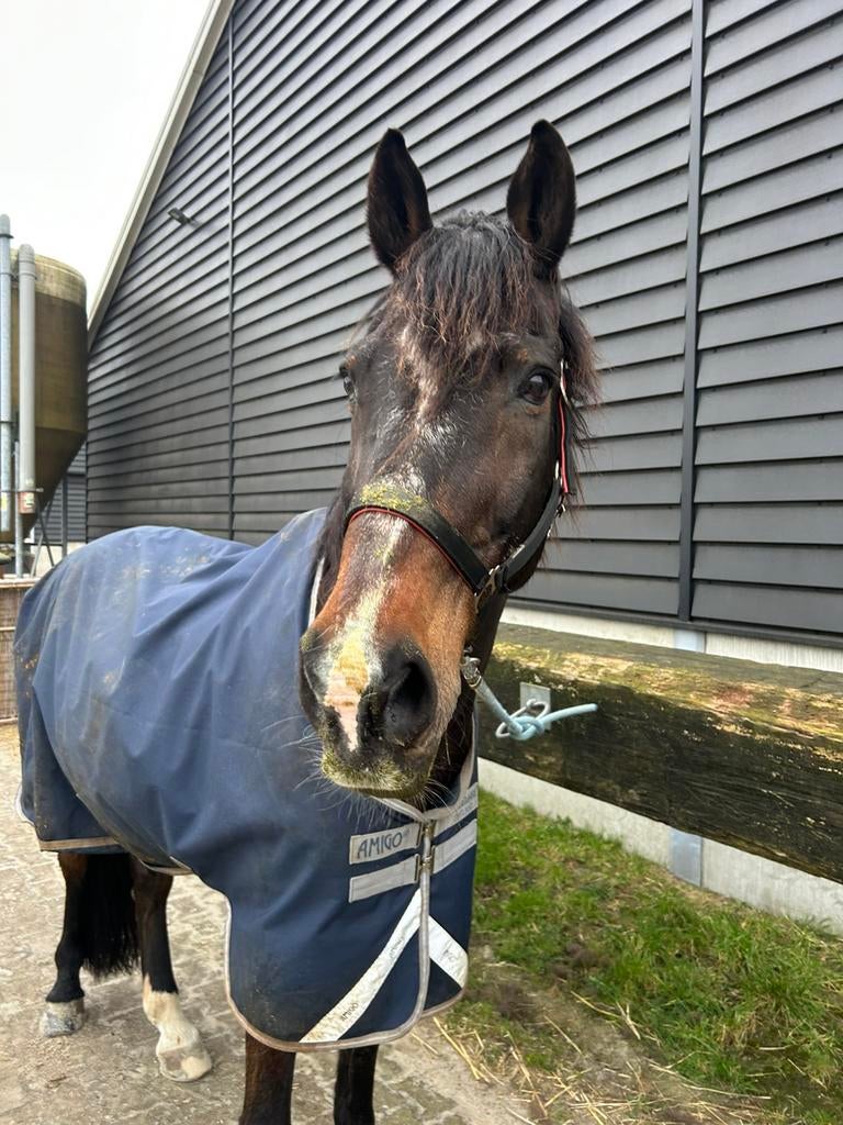 Paard Verzorging en stalhulp gezocht - Santpoort, Dieren en Toebehoren, Stalling en Weidegang