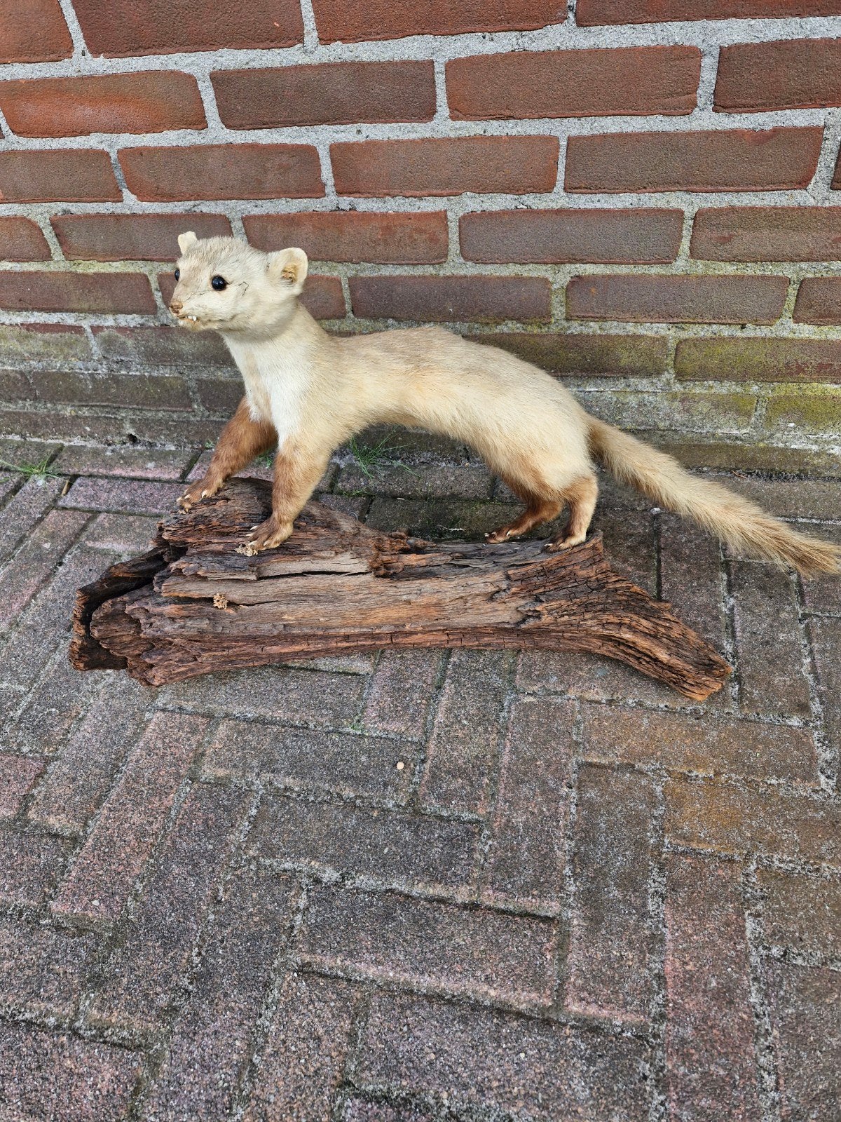 Opgezette hermelijn op hout, Ophalen of Verzenden