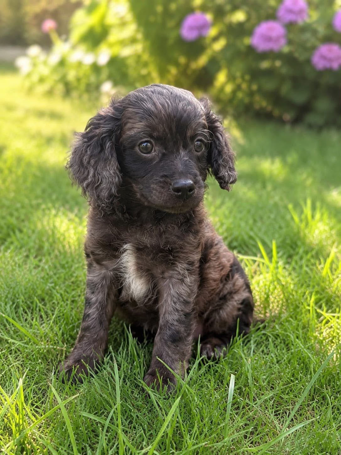 Cavapoo X Toy poedel. Mogen het nest verlaten 🐾, Poedel, 8 tot 15 weken, Parvo, Meerdere