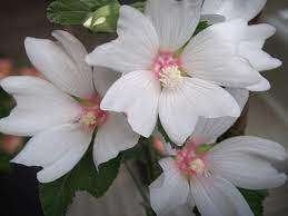 20 Struikmalva / Lavatera Mix € 60.00, Overige soorten, Volle zon, Vaste plant, Ophalen of Verzenden