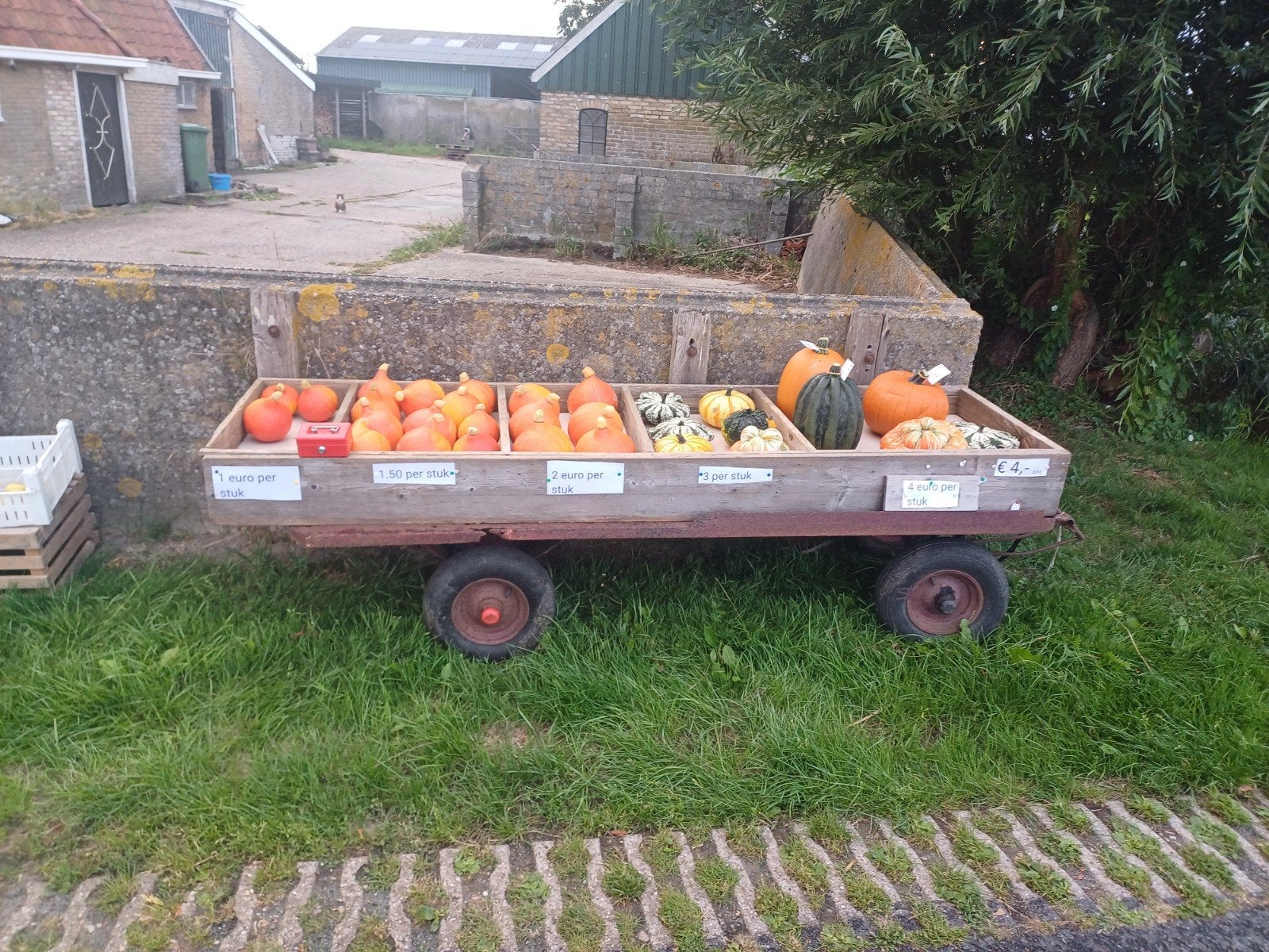 Verse pompoenen en kalebassen te koop, Tuin en Terras, Overige Tuin en Terras, Ophalen, Nieuw