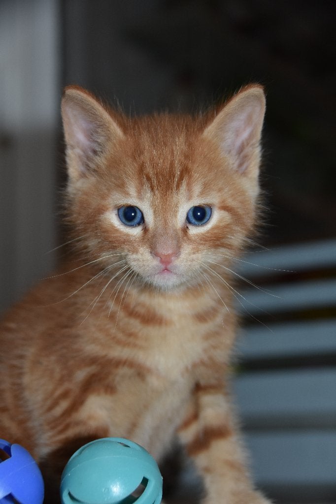3 lieve kittens, Dieren en Toebehoren, Katten en Kittens | Overige Katten, Kater, Kortharig, 0 tot 2 jaar