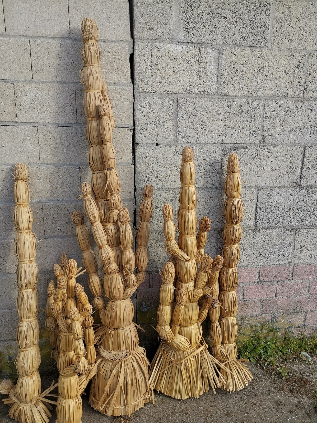 Cactussen van riet gemaakt, Ophalen
