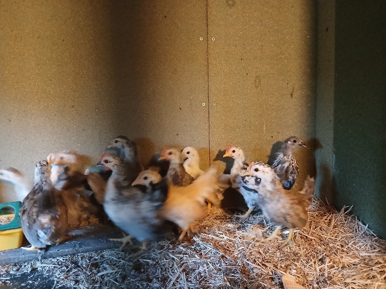 Serama haantjes, Dieren en Toebehoren, Pluimvee, Mannelijk, Kip