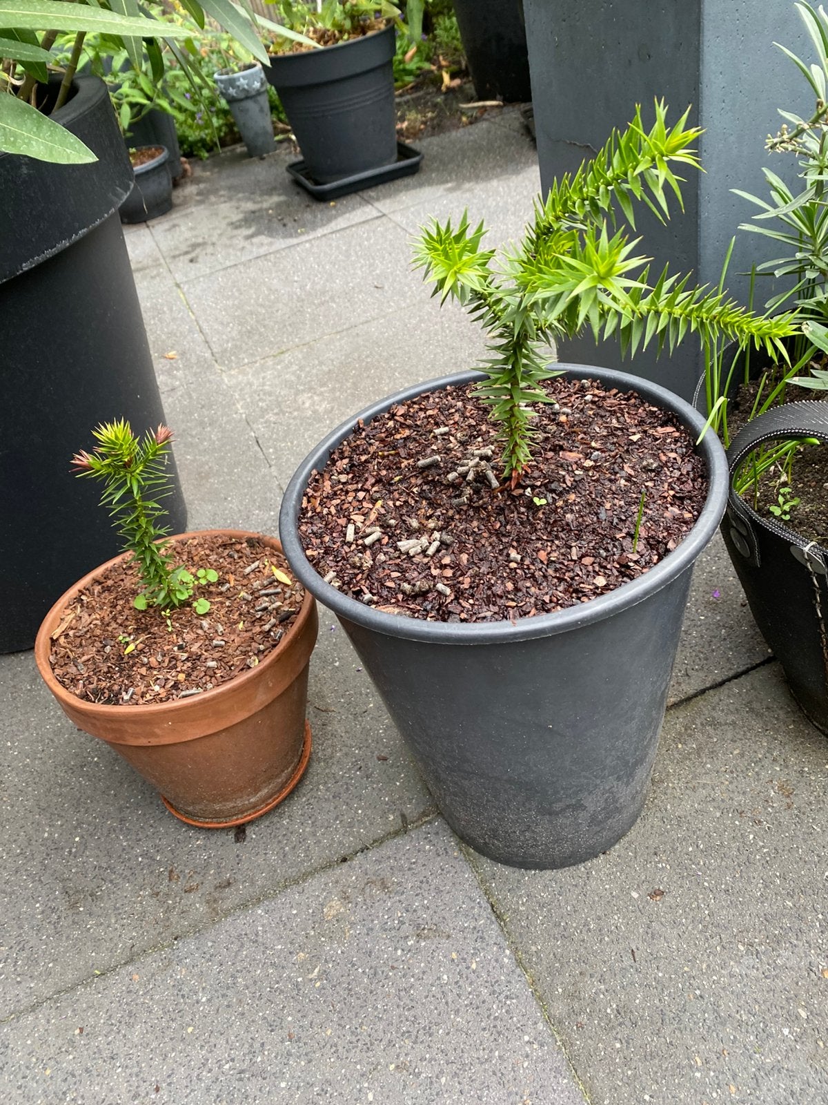 Apenboom Stekjes, Ophalen, Eenjarig, Overige soorten, Volle zon