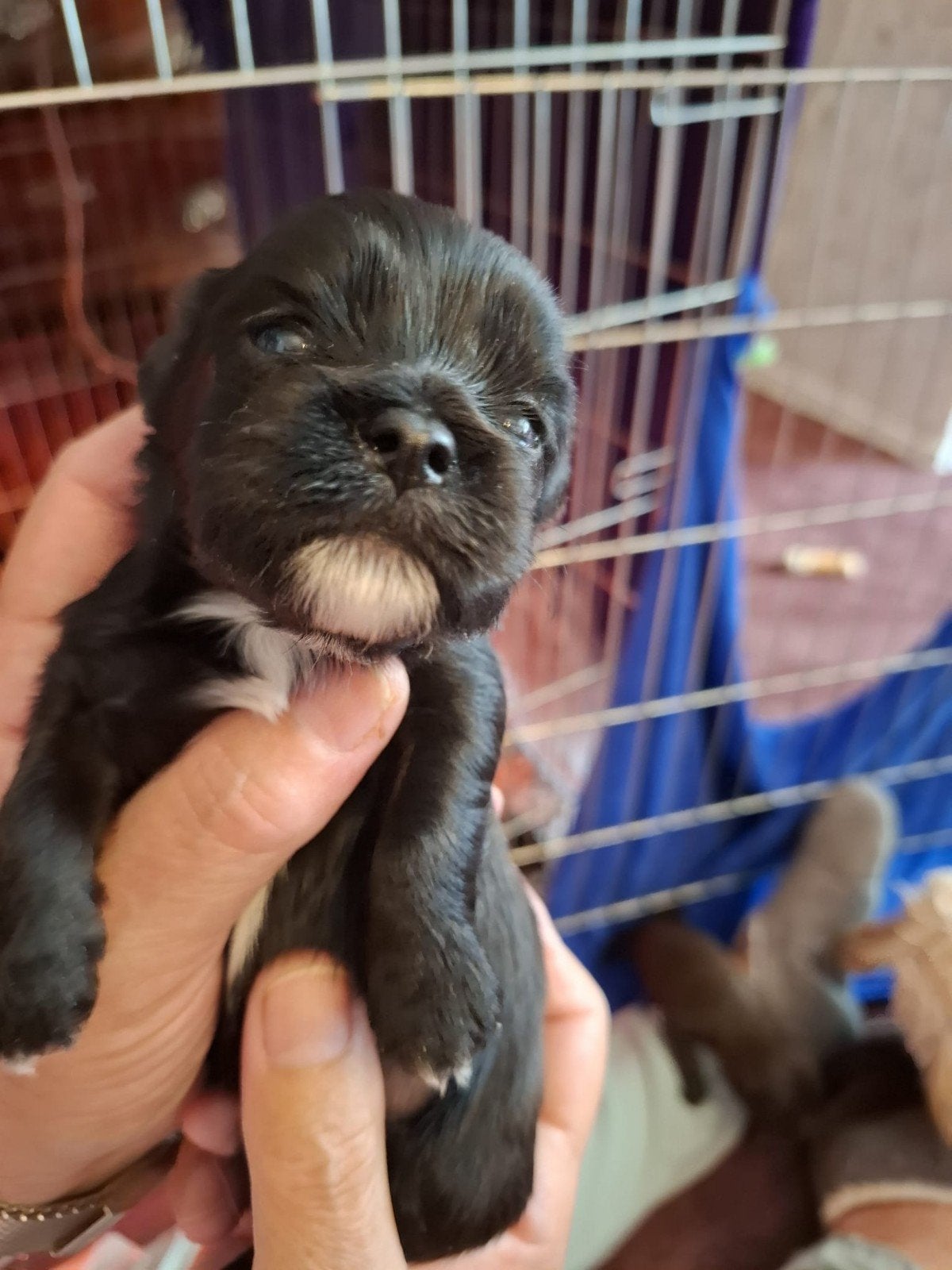 Puppies Boomer  Maltipo., Dieren en Toebehoren, Overige rassen, 8 tot 15 weken, Teef, Eén hond