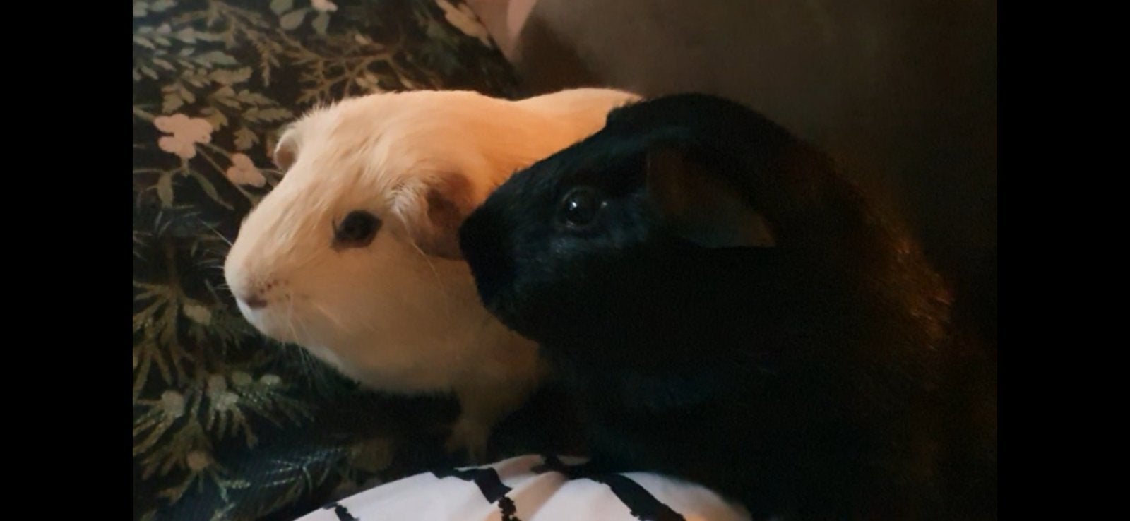 2 cavias met toebehoren, Cavia, Juni, Mannelijk, Tam