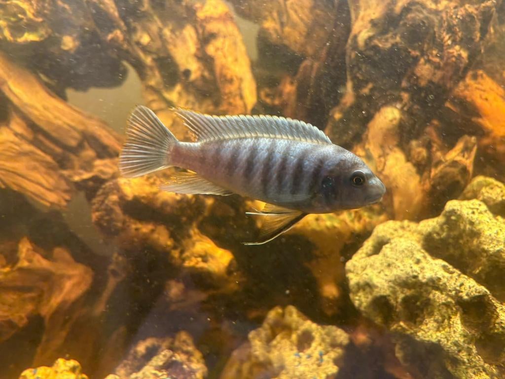 Metriaclima estherae Malawi cichlide, Vis