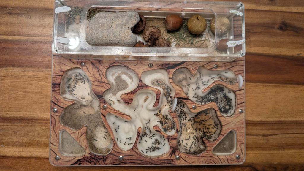 Messor bouvieri kolonie+ compleet formicarium, Ophalen