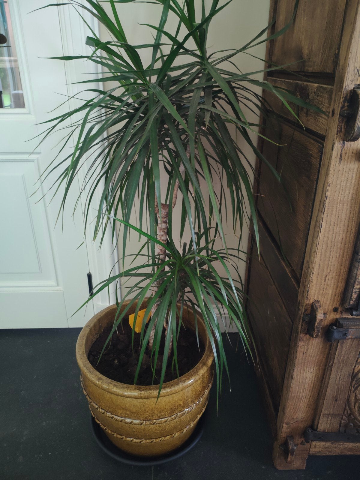 Prachtige Dracena Marginata kamerplant, Ophalen, 100 tot 150 cm, Overige soorten, Halfschaduw