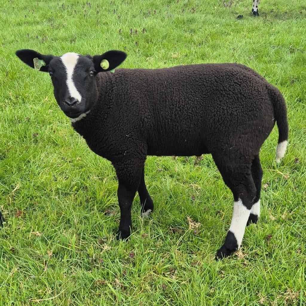 Bonte ram, Dieren en Toebehoren, Mannelijk, Schaap, 0 tot 2 jaar