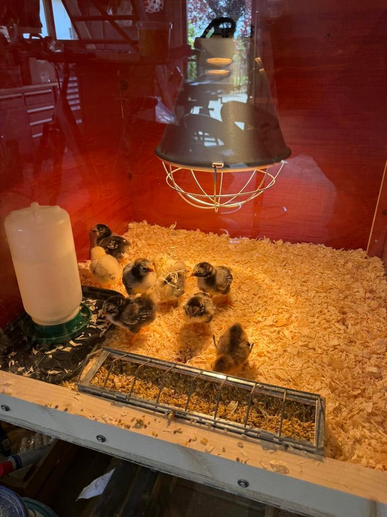 Kuikens wyandotte en cochin kriel, Dieren en Toebehoren, Pluimvee, Meerdere dieren, Kip