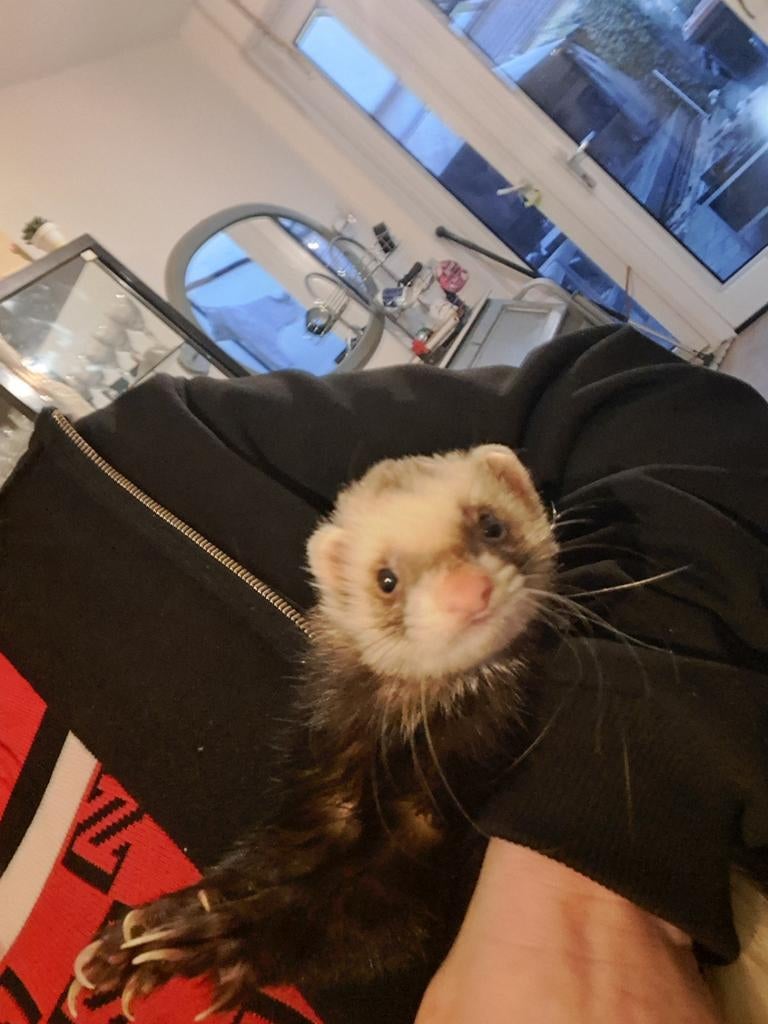 lieve tamme Fret te koop !, Januari, Mannelijk