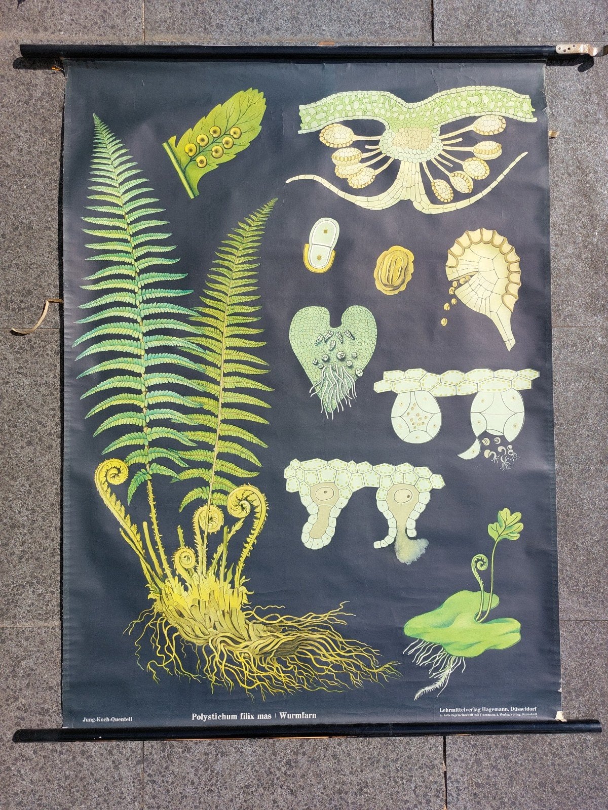 Vintage Biologie Koch Schoolplaat Varen, Ophalen