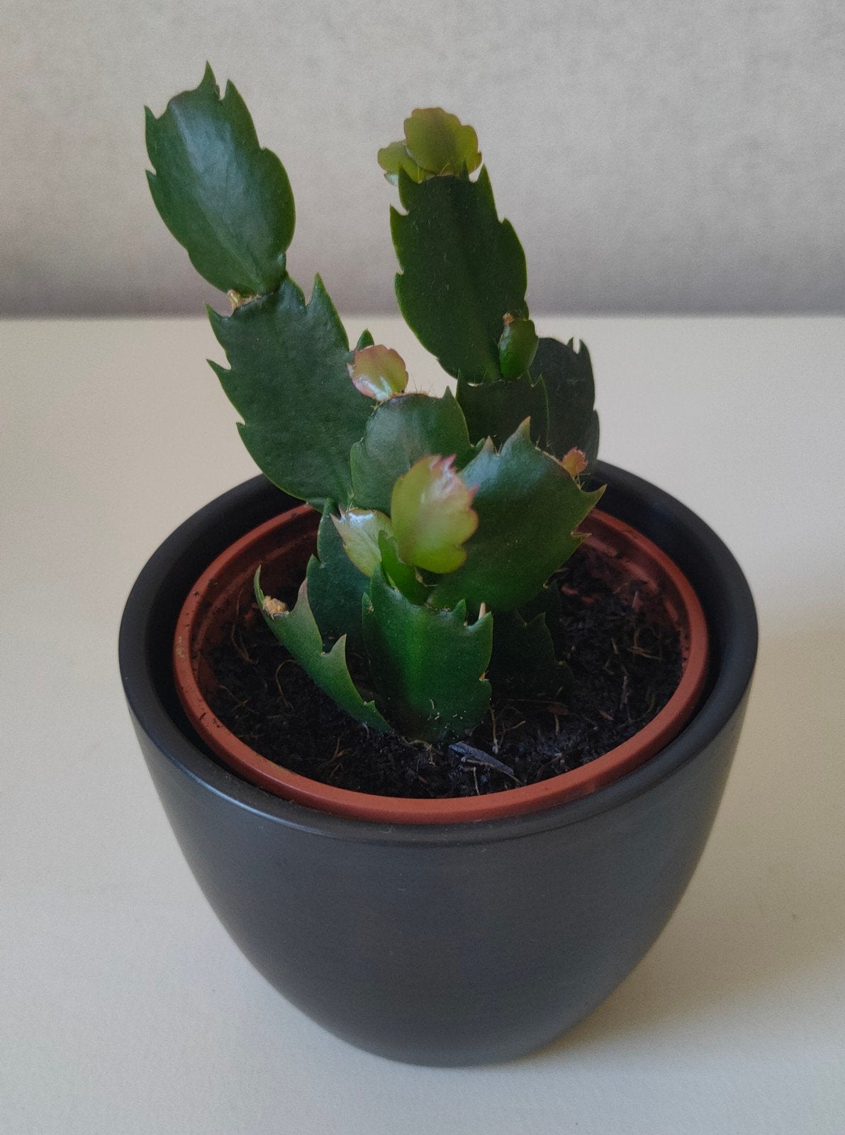 Schlumbergera lidcactus 15 cm hoog, Ophalen, Halfschaduw, Minder dan 100 cm, Bloeiende kamerplant